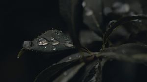 Preview wallpaper leaves, drops, dew, plant, dark, macro