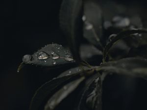 Preview wallpaper leaves, drops, dew, plant, dark, macro