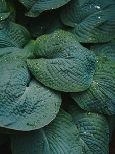 Preview wallpaper leaves, drops, dew, plant, macro