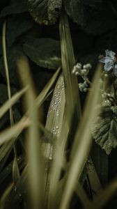 Preview wallpaper leaves, drops, dew, grass, flower