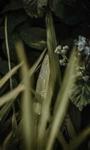 Preview wallpaper leaves, drops, dew, grass, flower