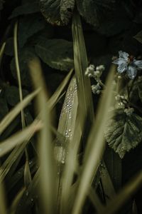 Preview wallpaper leaves, drops, dew, grass, flower
