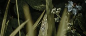 Preview wallpaper leaves, drops, dew, grass, flower