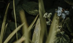 Preview wallpaper leaves, drops, dew, grass, flower