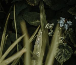 Preview wallpaper leaves, drops, dew, grass, flower