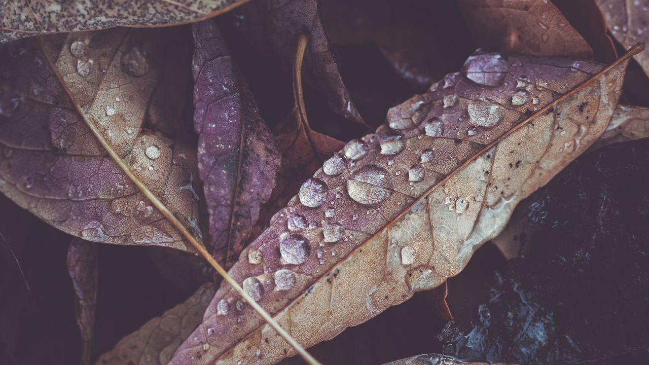 Wallpaper leaves, drops, dry, macro, autumn