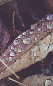 Preview wallpaper leaves, drops, dry, macro, autumn