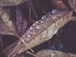 Preview wallpaper leaves, drops, dry, macro, autumn