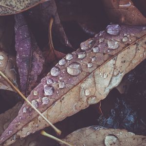 Preview wallpaper leaves, drops, dry, macro, autumn