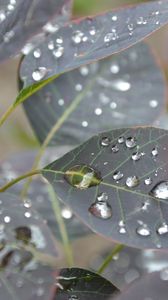 Preview wallpaper leaves, drops, form, branch