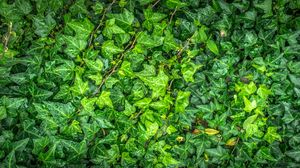 Preview wallpaper leaves, drops, green