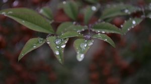 Preview wallpaper leaves, drops, macro, blur