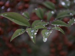 Preview wallpaper leaves, drops, macro, blur