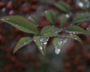 Preview wallpaper leaves, drops, macro, blur