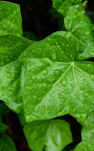 Preview wallpaper leaves, drops, macro, green, background