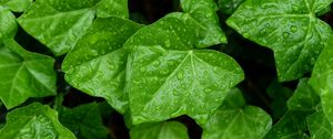 Preview wallpaper leaves, drops, macro, green, background