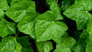 Preview wallpaper leaves, drops, macro, green, background