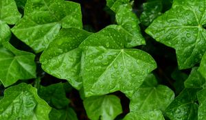 Preview wallpaper leaves, drops, macro, green, background