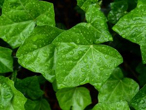 Preview wallpaper leaves, drops, macro, green, background