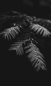 Preview wallpaper leaves, drops, macro, branches, wet, plant