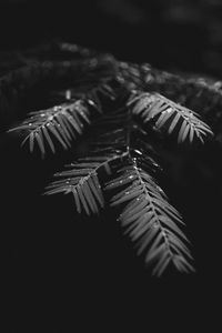 Preview wallpaper leaves, drops, macro, branches, wet, plant