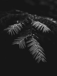 Preview wallpaper leaves, drops, macro, branches, wet, plant