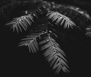 Preview wallpaper leaves, drops, macro, branches, wet, plant