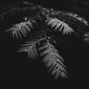 Preview wallpaper leaves, drops, macro, branches, wet, plant