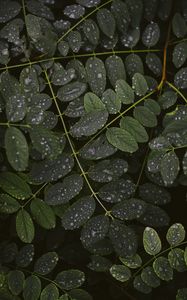Preview wallpaper leaves, drops, macro, branches, plant