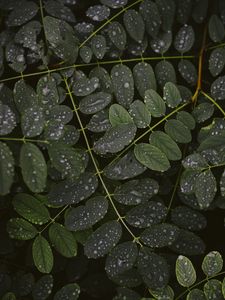 Preview wallpaper leaves, drops, macro, branches, plant