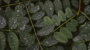 Preview wallpaper leaves, drops, macro, branches, plant