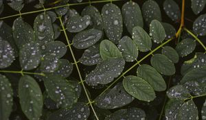 Preview wallpaper leaves, drops, macro, branches, plant