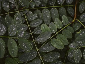 Preview wallpaper leaves, drops, macro, branches, plant