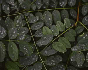 Preview wallpaper leaves, drops, macro, branches, plant