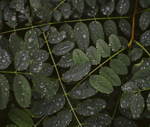 Preview wallpaper leaves, drops, macro, branches, plant