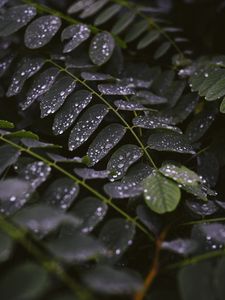 Preview wallpaper leaves, drops, macro, stem