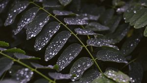 Preview wallpaper leaves, drops, macro, stem