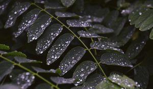 Preview wallpaper leaves, drops, macro, stem