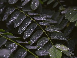 Preview wallpaper leaves, drops, macro, stem