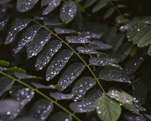 Preview wallpaper leaves, drops, macro, stem