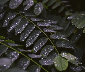 Preview wallpaper leaves, drops, macro, stem