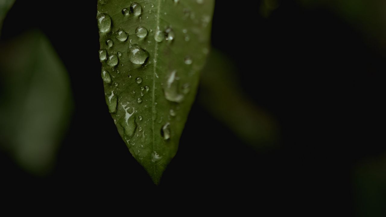 Wallpaper leaves, drops, macro, rain