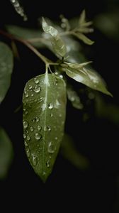Preview wallpaper leaves, drops, macro, rain