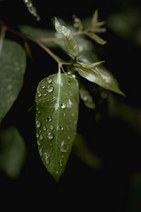 Preview wallpaper leaves, drops, macro, rain