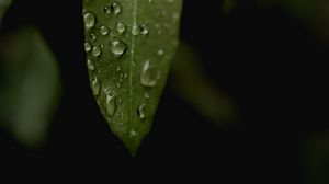 Preview wallpaper leaves, drops, macro, rain