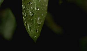 Preview wallpaper leaves, drops, macro, rain