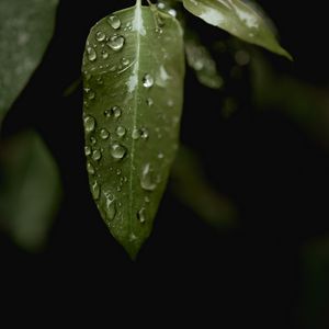 Preview wallpaper leaves, drops, macro, rain