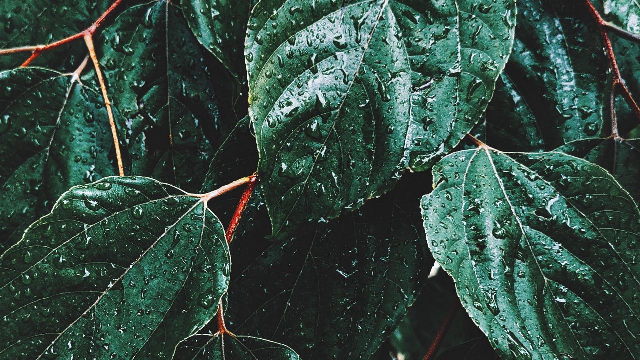 Wallpaper leaves, drops, macro, rain, green