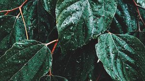 Preview wallpaper leaves, drops, macro, rain, green