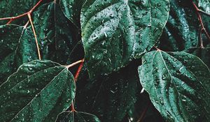 Preview wallpaper leaves, drops, macro, rain, green